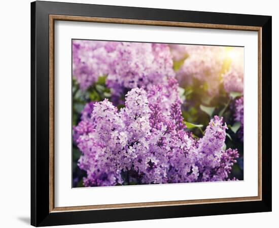 Close-Up Beautiful Lilac Flowers with the Leaves-Leonid Tit-Framed Photographic Print