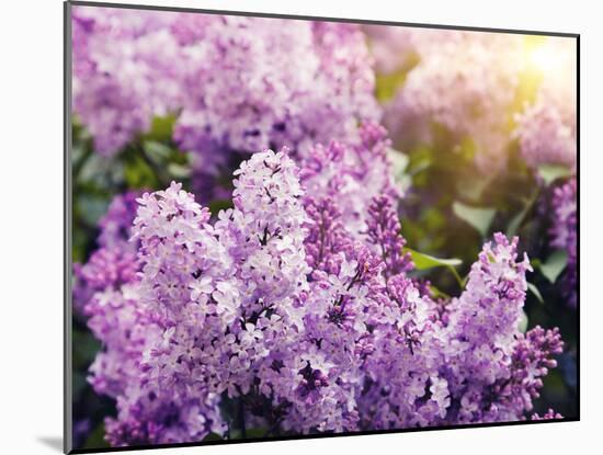 Close-Up Beautiful Lilac Flowers with the Leaves-Leonid Tit-Mounted Photographic Print