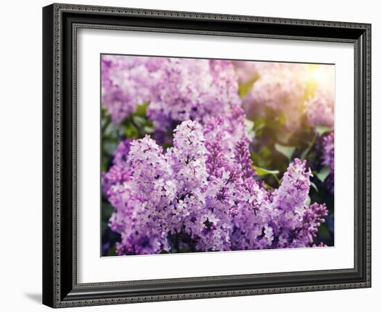 Close-Up Beautiful Lilac Flowers with the Leaves-Leonid Tit-Framed Photographic Print