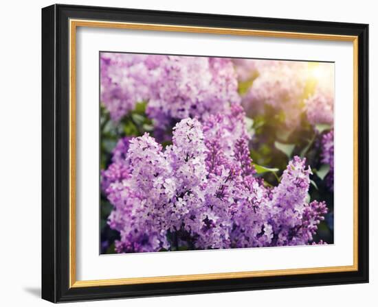 Close-Up Beautiful Lilac Flowers with the Leaves-Leonid Tit-Framed Photographic Print