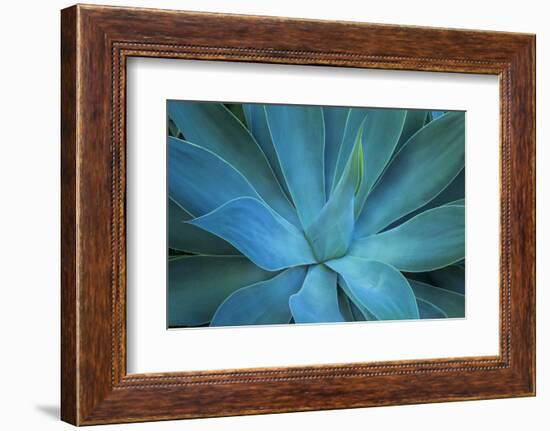 Close-up blue green agave leaves-Darrell Gulin-Framed Photographic Print