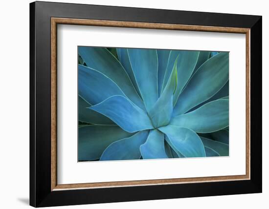 Close-up blue green agave leaves-Darrell Gulin-Framed Photographic Print