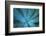 Close-up blue green agave leaves-Darrell Gulin-Framed Photographic Print