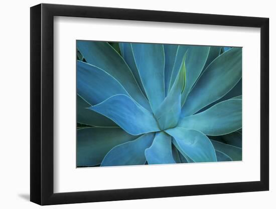 Close-up blue green agave leaves-Darrell Gulin-Framed Photographic Print