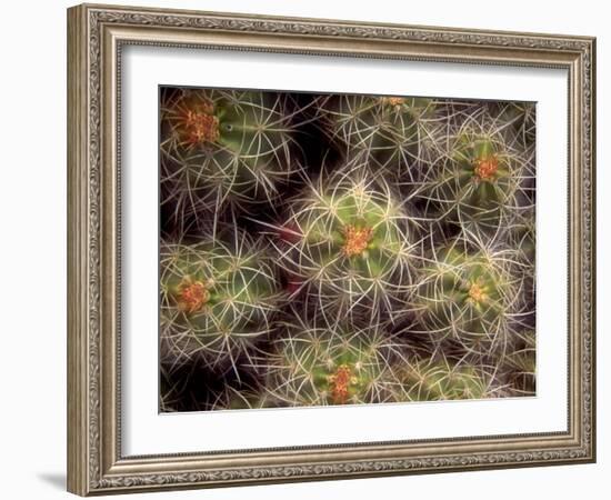 Close-up Cactus, Joshua Tree National Park, California, USA-Janell Davidson-Framed Photographic Print