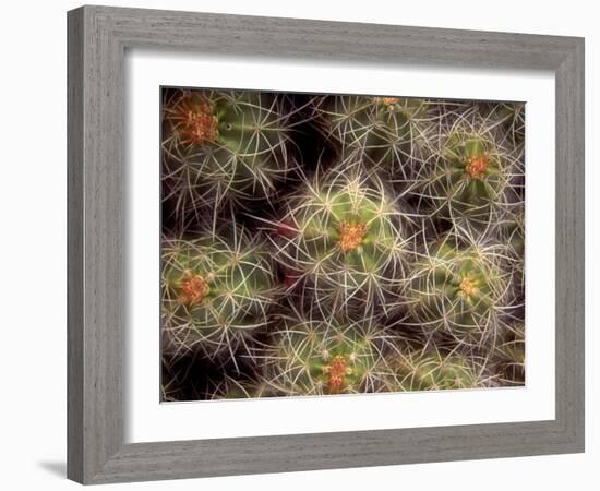 Close-up Cactus, Joshua Tree National Park, California, USA-Janell Davidson-Framed Photographic Print