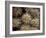 Close-up Cactus, Joshua Tree National Park, California, USA-Janell Davidson-Framed Photographic Print