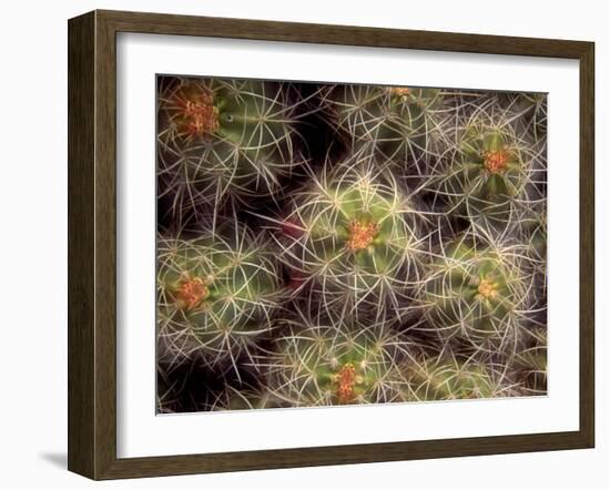 Close-up Cactus, Joshua Tree National Park, California, USA-Janell Davidson-Framed Photographic Print