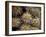 Close-up Cactus, Joshua Tree National Park, California, USA-Janell Davidson-Framed Photographic Print