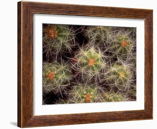 Close-up Cactus, Joshua Tree National Park, California, USA-Janell Davidson-Framed Photographic Print