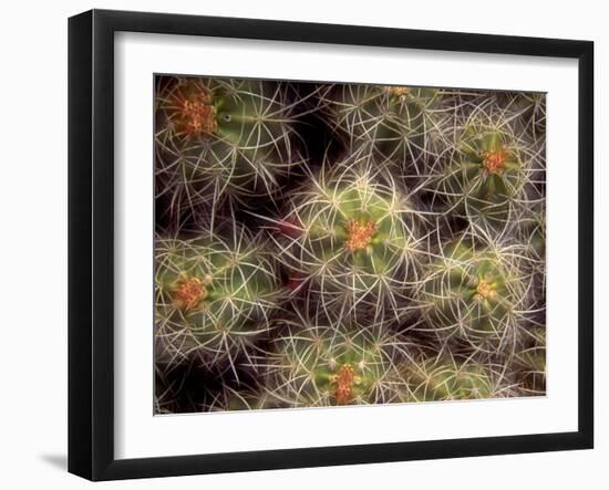 Close-up Cactus, Joshua Tree National Park, California, USA-Janell Davidson-Framed Photographic Print