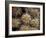 Close-up Cactus, Joshua Tree National Park, California, USA-Janell Davidson-Framed Photographic Print