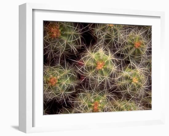 Close-up Cactus, Joshua Tree National Park, California, USA-Janell Davidson-Framed Photographic Print