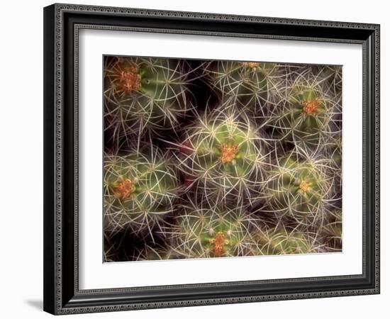 Close-up Cactus, Joshua Tree National Park, California, USA-Janell Davidson-Framed Photographic Print