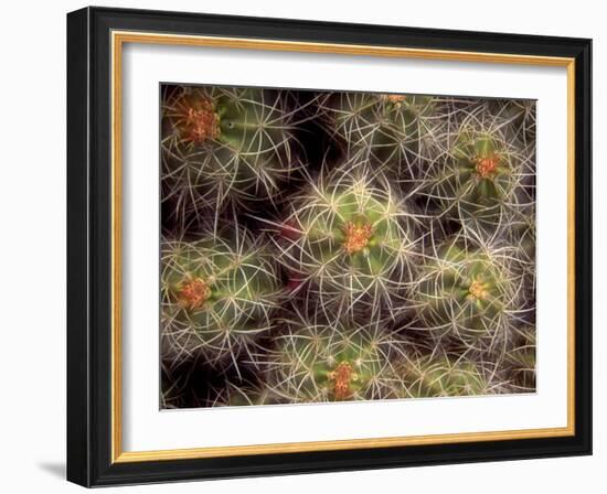 Close-up Cactus, Joshua Tree National Park, California, USA-Janell Davidson-Framed Photographic Print