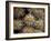 Close-up Cactus, Joshua Tree National Park, California, USA-Janell Davidson-Framed Photographic Print