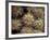 Close-up Cactus, Joshua Tree National Park, California, USA-Janell Davidson-Framed Photographic Print