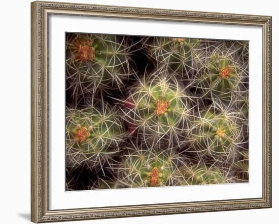 Close-up Cactus, Joshua Tree National Park, California, USA-Janell Davidson-Framed Photographic Print