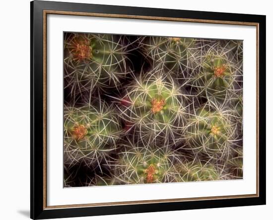 Close-up Cactus, Joshua Tree National Park, California, USA-Janell Davidson-Framed Photographic Print