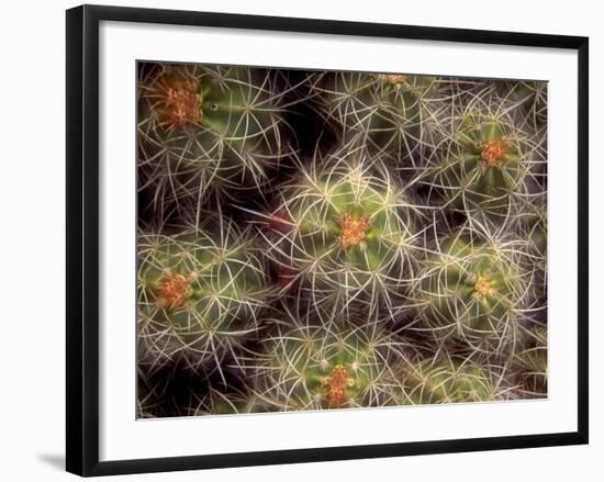 Close-up Cactus, Joshua Tree National Park, California, USA-Janell Davidson-Framed Photographic Print