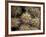 Close-up Cactus, Joshua Tree National Park, California, USA-Janell Davidson-Framed Photographic Print