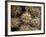 Close-up Cactus, Joshua Tree National Park, California, USA-Janell Davidson-Framed Photographic Print