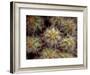 Close-up Cactus, Joshua Tree National Park, California, USA-Janell Davidson-Framed Photographic Print