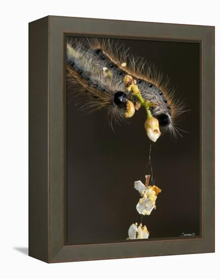 Close-Up Catepillar, Eating Flower-Gordon Semmens-Framed Premier Image Canvas