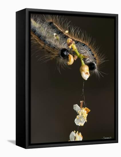 Close-Up Catepillar, Eating Flower-Gordon Semmens-Framed Premier Image Canvas