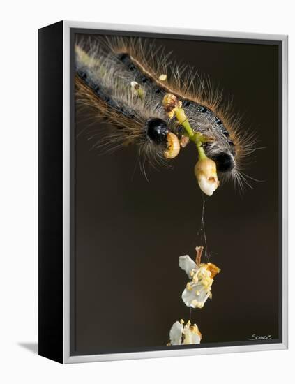 Close-Up Catepillar, Eating Flower-Gordon Semmens-Framed Premier Image Canvas