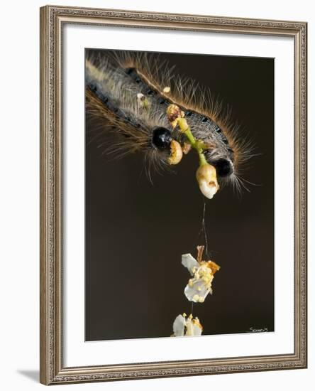 Close-Up Catepillar, Eating Flower-Gordon Semmens-Framed Photographic Print