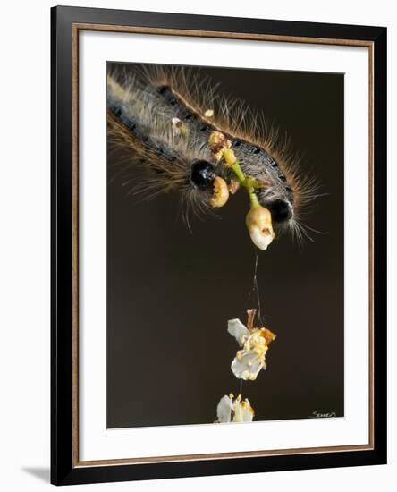 Close-Up Catepillar, Eating Flower-Gordon Semmens-Framed Photographic Print