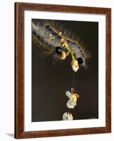 Close-Up Catepillar, Eating Flower-Gordon Semmens-Framed Photographic Print