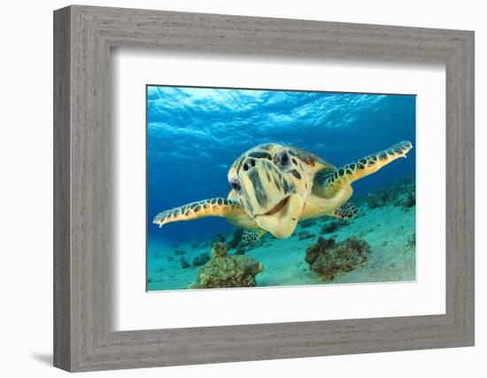 Close up Crop of Hawksbill Sea Turtle's Face Smiling for Camera-Rich Carey-Framed Photographic Print