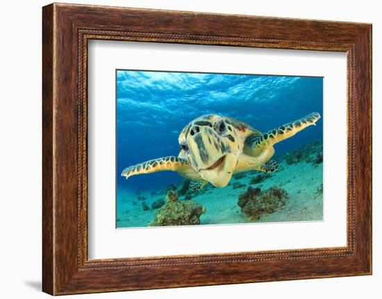 Close up Crop of Hawksbill Sea Turtle's Face Smiling for Camera-Rich Carey-Framed Photographic Print