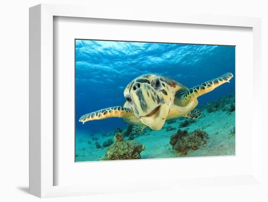 Close up Crop of Hawksbill Sea Turtle's Face Smiling for Camera-Rich Carey-Framed Photographic Print