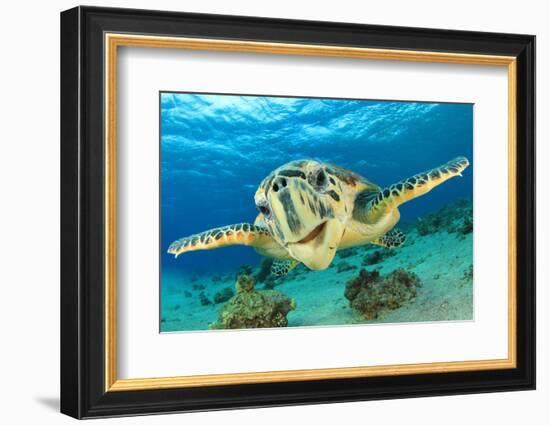 Close up Crop of Hawksbill Sea Turtle's Face Smiling for Camera-Rich Carey-Framed Photographic Print