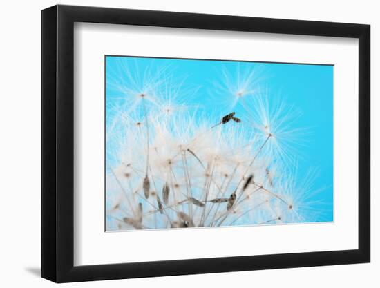 Close-up Dandelion seeds against blue sky, Prague, Czech Republic-null-Framed Photographic Print