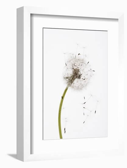 Close-up Dandelion seeds-null-Framed Photographic Print