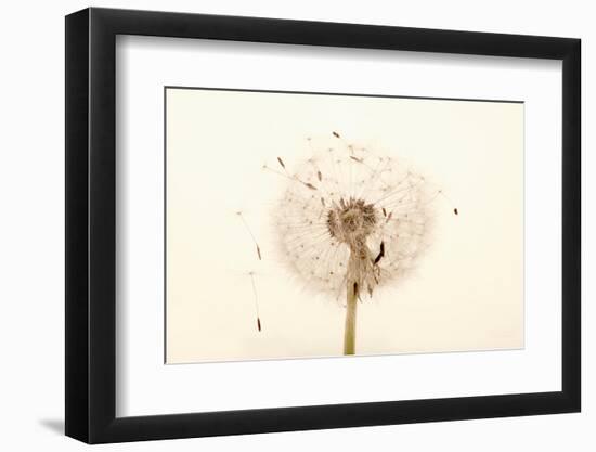 Close-up Dandelion seeds-null-Framed Photographic Print