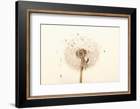 Close-up Dandelion seeds-null-Framed Photographic Print