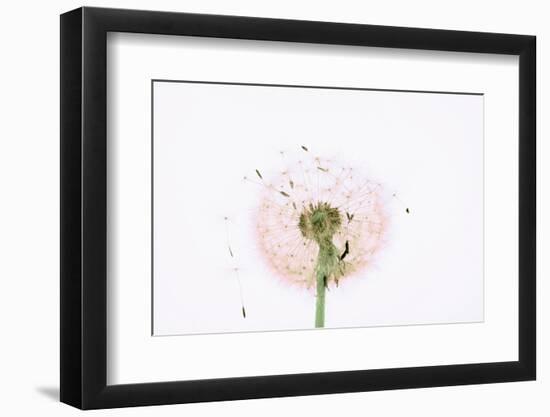 Close-up Dandelion seeds-null-Framed Photographic Print