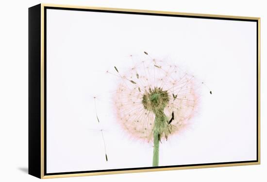 Close-up Dandelion seeds-null-Framed Premier Image Canvas