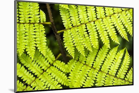 Close up detail of a fern in the rainforest in Arenal Volcano National Park, Costa Rica-Matthew Williams-Ellis-Mounted Photographic Print