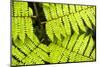 Close up detail of a fern in the rainforest in Arenal Volcano National Park, Costa Rica-Matthew Williams-Ellis-Mounted Photographic Print