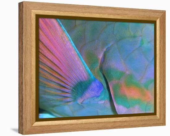 Close up Detail of a Parrotfish Fin, Scarus Sp, Thailand-Louise Murray-Framed Premier Image Canvas