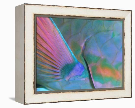 Close up Detail of a Parrotfish Fin, Scarus Sp, Thailand-Louise Murray-Framed Premier Image Canvas