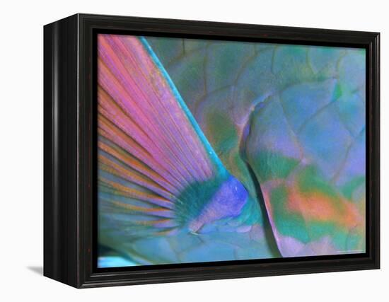 Close up Detail of a Parrotfish Fin, Scarus Sp, Thailand-Louise Murray-Framed Premier Image Canvas