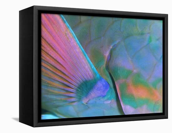 Close up Detail of a Parrotfish Fin, Scarus Sp, Thailand-Louise Murray-Framed Premier Image Canvas