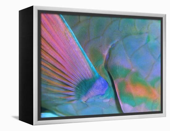 Close up Detail of a Parrotfish Fin, Scarus Sp, Thailand-Louise Murray-Framed Premier Image Canvas